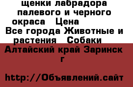 щенки лабрадора палевого и черного окраса › Цена ­ 30 000 - Все города Животные и растения » Собаки   . Алтайский край,Заринск г.